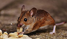 24 Hour & Emergency Exterminators in Reynoldsburg, OH